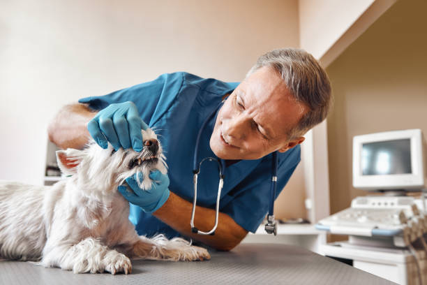 Best After-Hours Dental Care in Shelton, NE